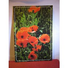 the COMMON POPPY flower unused large postcard photo be George McCarthy =