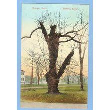 CT Suffield Granger Maple View Of Old Maple Tree w/Old Houses In Backgroun~681