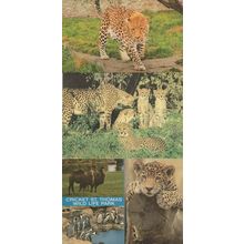 Leopard At Cricket St Thomas Wildlife Park + Russia 2x Postcard s