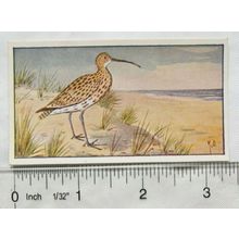 1920s Lente card No. 125 Wulp, curlew