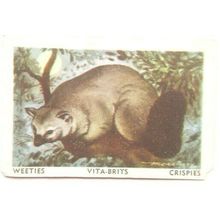 Australian Vitabrits Weeties Animals of World 55 Possum