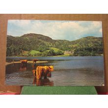 HIGHLAND CATTLE, LOCH ACHRAY, TROSSACHS used postcard by White Heather 1969 pm #