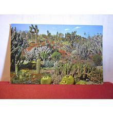 THE CACTUS GARDEN, SAN MARINO, CALIFORNIA, USA used vintage postcard 1972 pm =