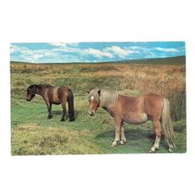 DARTMOOR PONIES, DARTMOOR, DEVON vintage postcard unposted NPO Dexter =