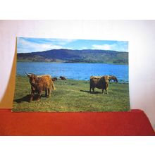 HIGHLAND CATTLE BY THE LOCH SIDE, SCOTLAND used postcard 1983 pm #