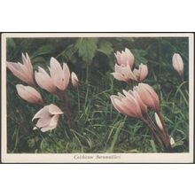 Colchicum Bornmuëlleri, c.1940s - My Garden Postcard