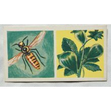 1961 Cooper's Tea card Strange but True No. 35 Industry that Depends on a Wasp