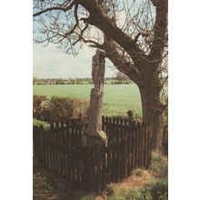 The Bilstone Gibbet Leicester Wife Murderer Crime Postcard