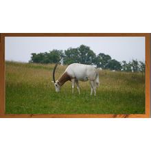 Graceful Grazing A5 Dark Teak