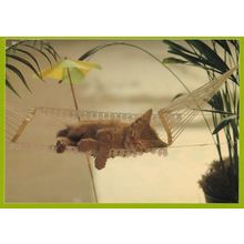 Kitten Cat In Cocktail Holiday Hammock Umbrella Nap Postcard