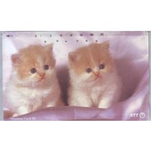 Kittens V3 Japan NTT Phone Card