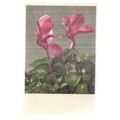 CYCLAMEN flowers Swiss unused vintage postcard =