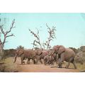 South Africa Postcard 1972 - Elephants In Kruge...