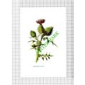 Spear-Plume Thistle Botannical Flower Plant - c...