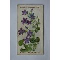 1913 Wills, Alpine Flowers No. 10 Wall Harebell