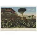 Tenerife. Valle Orotava Platanera early 20th C....