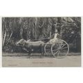 Ceylon Sri Lanka Bullock Hackery (Ox cart) Earl...