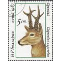 BULGARIA, MAMMAL, Roe deer, Capreolus capreolus...