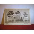 YOUNG CHIMPANZEES AT TEA used postcard by LONDO...