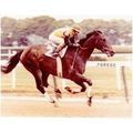 DVD - FOREGO 19 Entire RACES/RETIREMENT Time Ca...