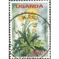 UGANDA, FLOWER, Bidens grantii, green-grey 2005...