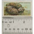 1928 Wills Wonders of the Sea No. 28 A Giant Se...