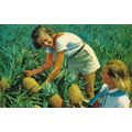 LUSCIOUS PINEAPPLES - HAWAII - POSTCARD