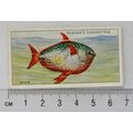 1935 Players Sea Fishes No. 23 Opah