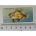 1935 Players Sea Fishes No. 24 John Dory