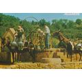 Algarve Portugal Donkey Weighing Machine Loadin...