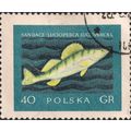 POLAND, FISH, Sander, blue 1958, 40 Gr