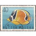 POLAND, FISH, Chaetodon fasciatus, blue 1967, 4...