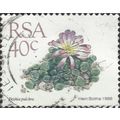 SOUTH AFRICA, SUCCULENT, Frithia Pulchra, white...
