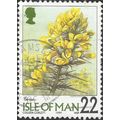 ISLE O MAN, FLOWER, Gorse, Ulex europaeus, gree...