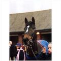 Horse Racing photo CELESTIAL GOLD Cheltenham 2006