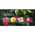 AUSTRALIA: 2022 AUSTRALIAN BRED ROSES, MINT NEV...