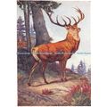 D026008 Red Deer. Cervus Elaphus. Winifred Aust...