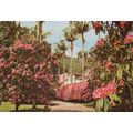 Postcard Terra Nostra park, S. Miguel, Azores, ...