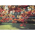 D025503 Westonbirt Arboretum. Tetbury. Glos. On...