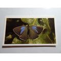 1983 Grandee British Butterflies Card # 24 of 3...