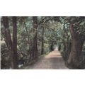 EC216 OXFORD - ADDISON WALK. COLOURED PRINTED P...