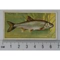 1933 Players Fresh-water Fishes, pink back No. ...
