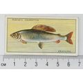 1933 Players Fresh-water Fishes, pink back No. ...