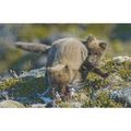 K1407: Arctic Fox Cubs (Vulpes lagopus) Snaefel...