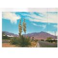 YUCCA, FLOWER OF THE SOUTHWEST..New Mexico post...