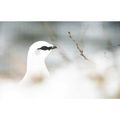 K1312: Rock Ptarmigan (Lagopus muta) in Vatnajö...