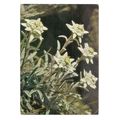 EDELWEISS flowers Swiss used postcard 1969 post...