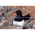 D026461 Oystercatcher. Haematopus ostralegus. N...