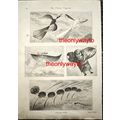 Chinese Kites, (Pics For Children On Reverse),,...