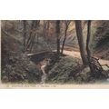 EC900 SHANKLIN CHINE . PRINTED POSTCARD